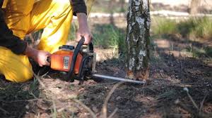 How Our Tree Care Process Works  in  New Prague, MN